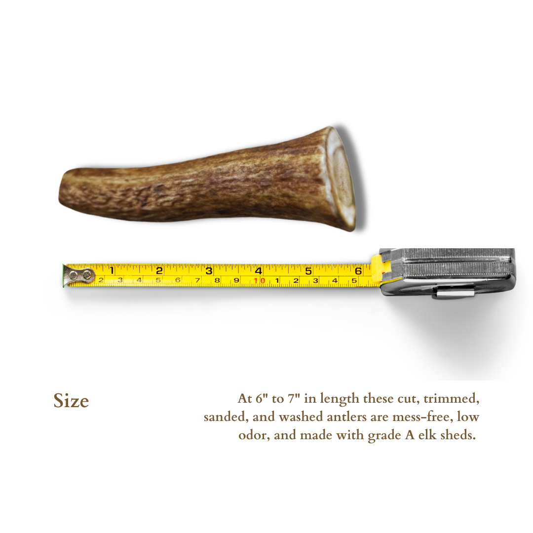 1 Pack - Large | Whole Elk Antler Dog Chew