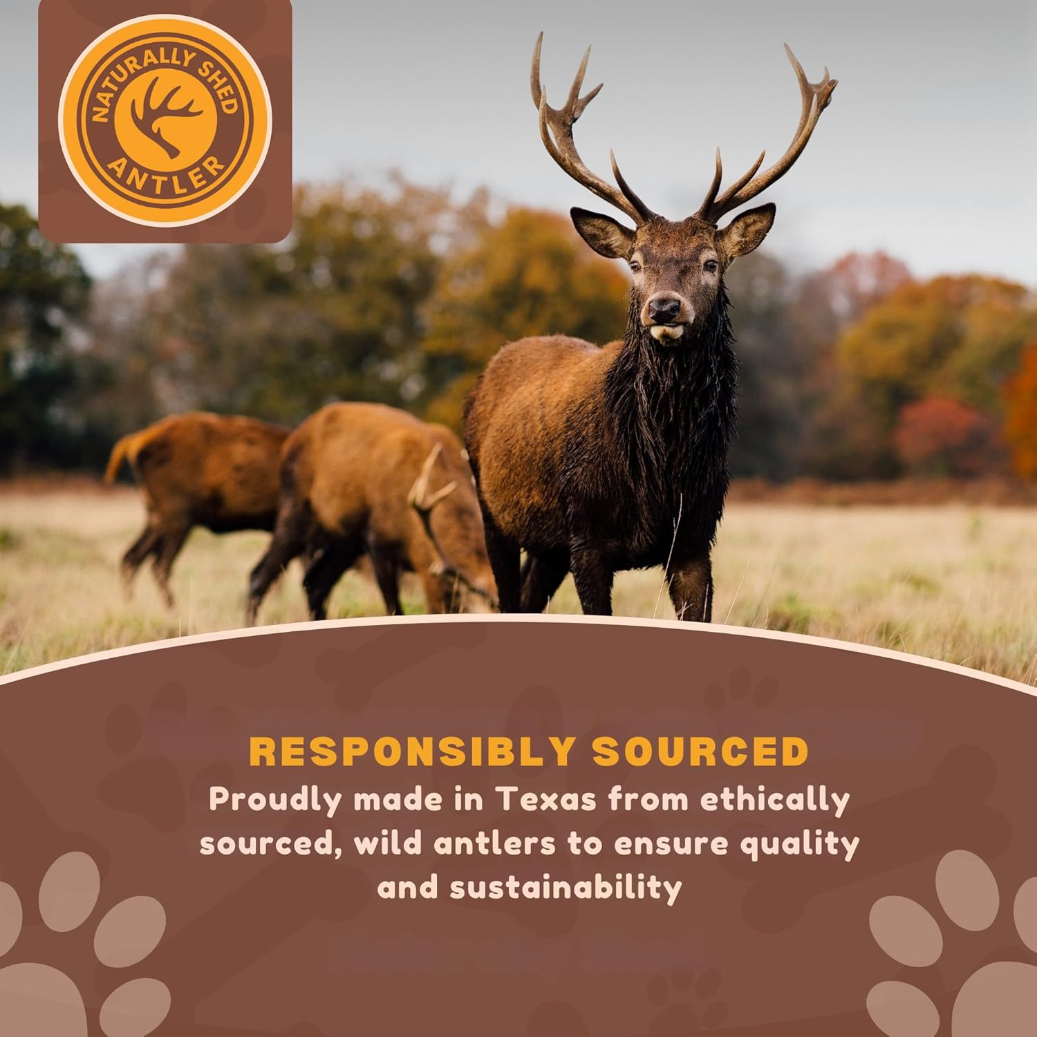 XL - Extra Large | Whole Deer Antler Dog Chew -Single or Multipac