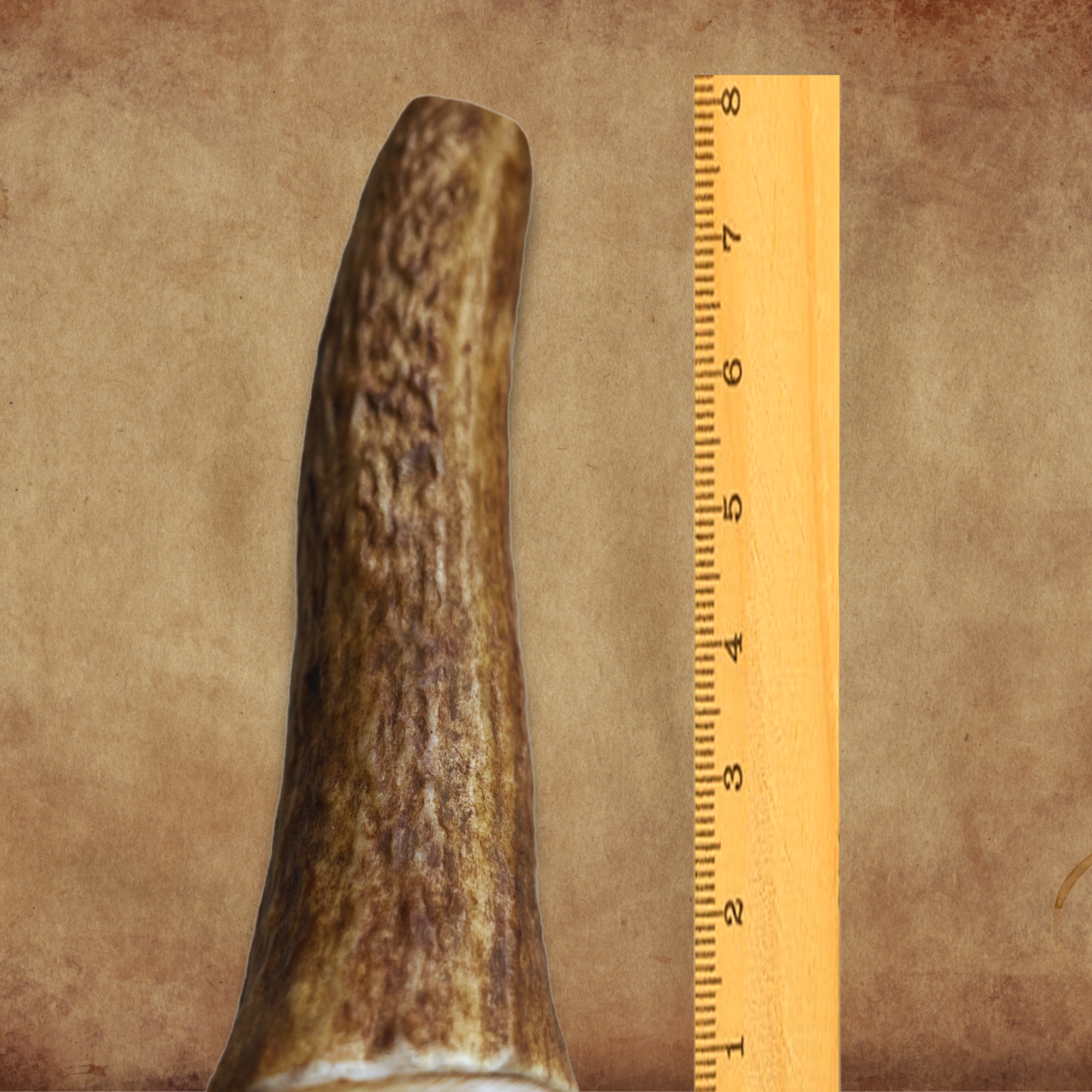 1 Pack - Large | Whole Elk Antler Dog Chew