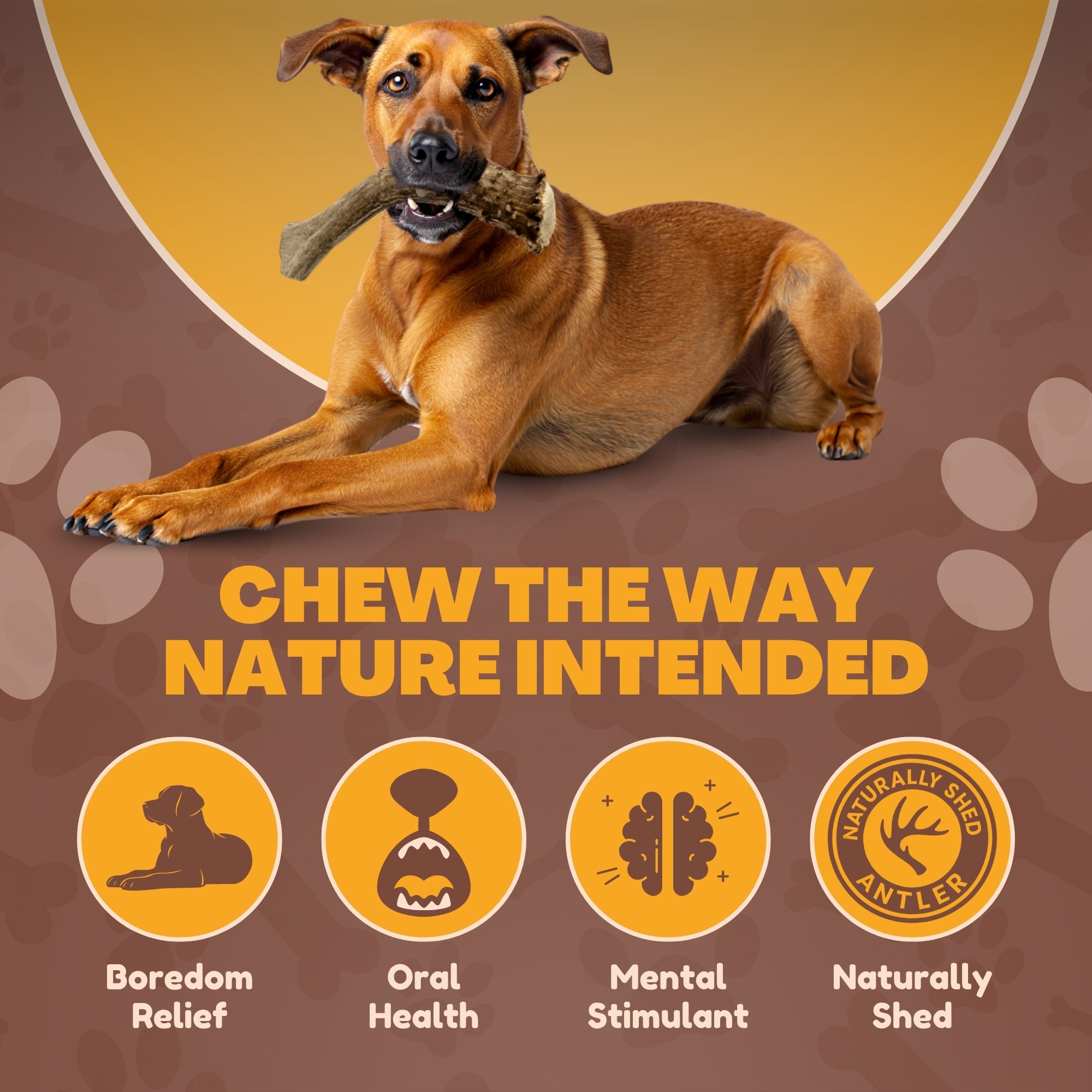2 Pack - Extra Large | Deer Antler Dog Chews