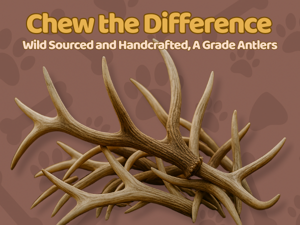 XL - Extra Large | Whole Elk Antler Dog Chew -Single or Multipac