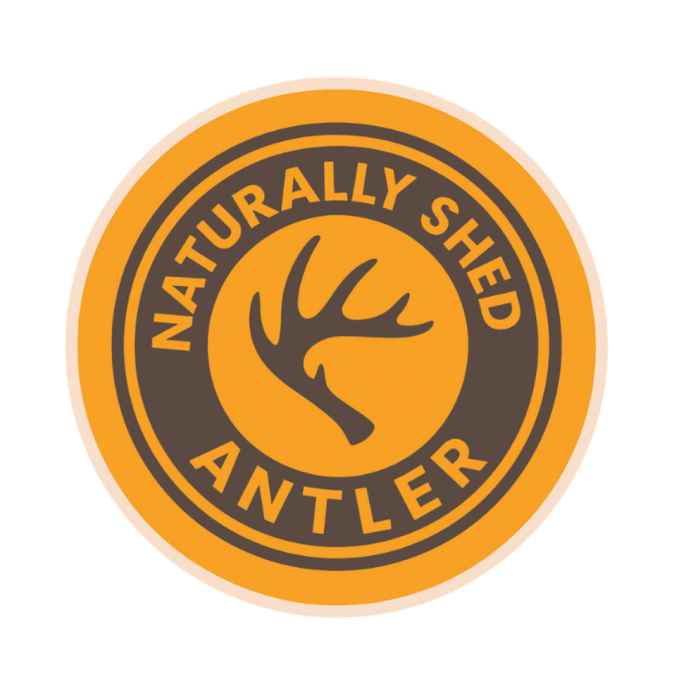 Medium | Whole Deer Antler Dog Chews - Single or Multipack