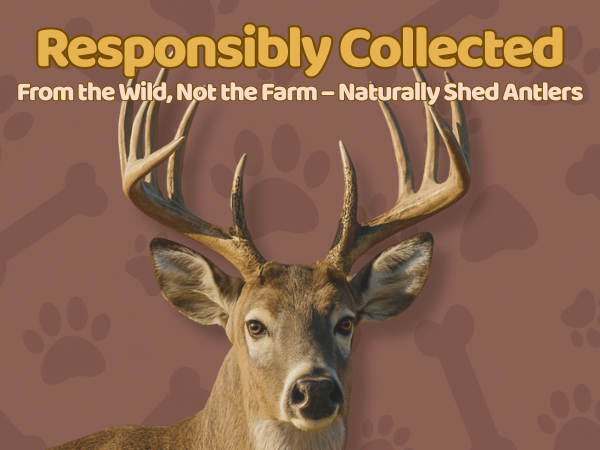 Monster - XXL | Deer Antler Dog Chew - Single or MultiPack