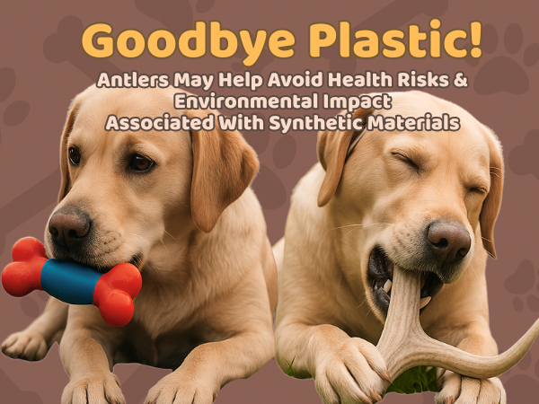 XL - Extra Large | Whole Elk Antler Dog Chew -Single or Multipac