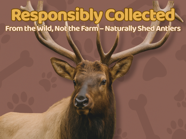 XL - Extra Large | Whole Elk Antler Dog Chew -Single or Multipac