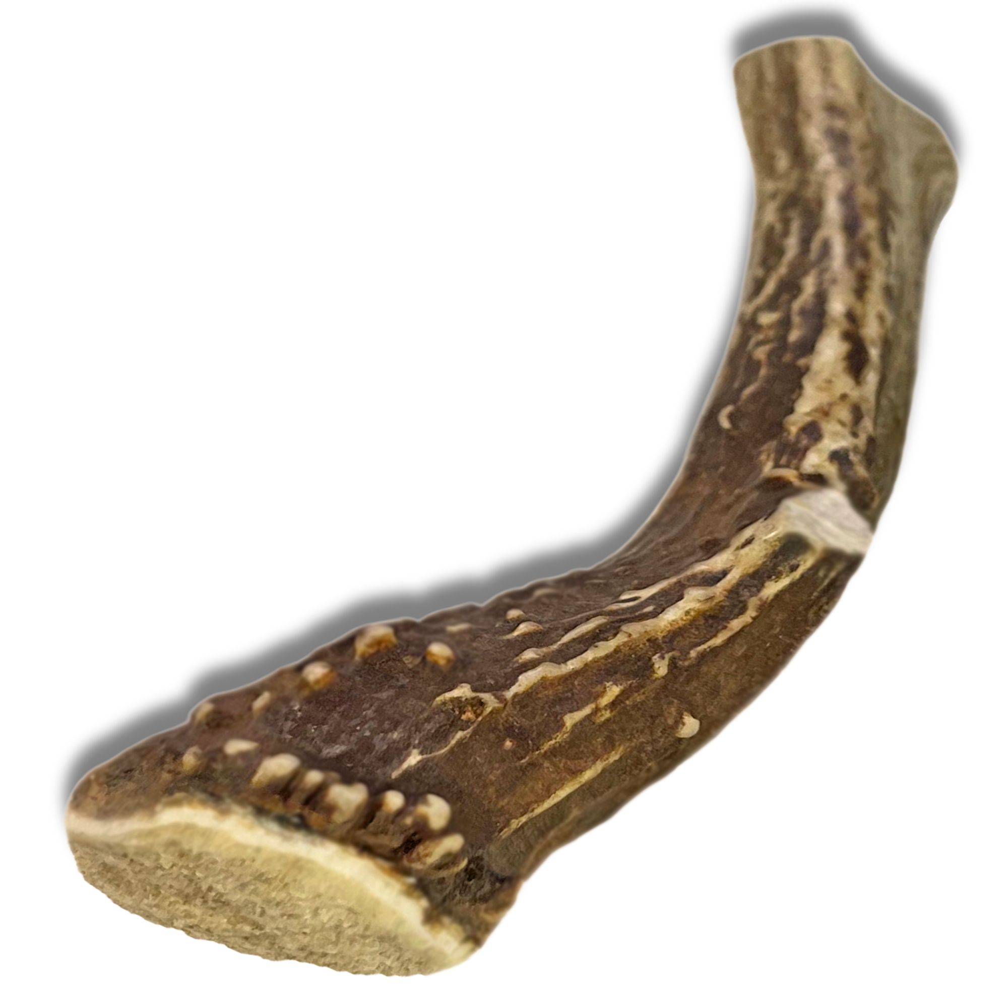 1 Pack - XL Extra Large | Deer Antler Dog Chew