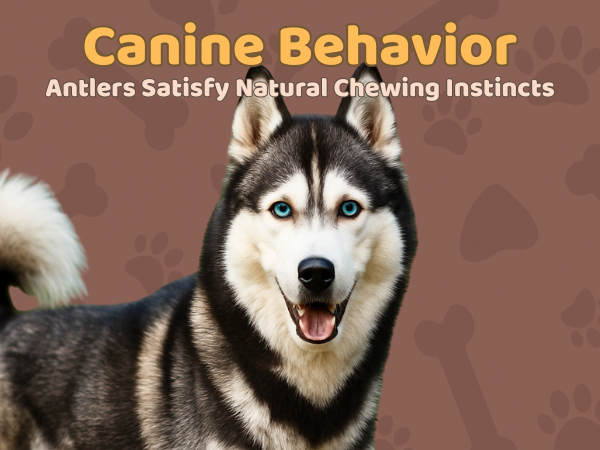 XL - Extra Large | Whole Elk Antler Dog Chew -Single or Multipac