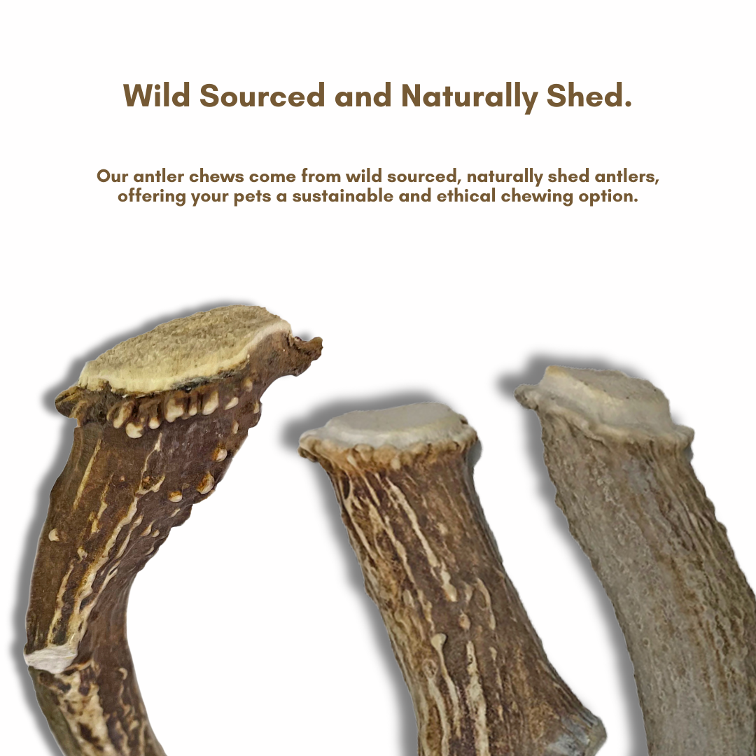 1 Pound Pack Bulk| Premium Elk Antlers Whole/ Split Mix