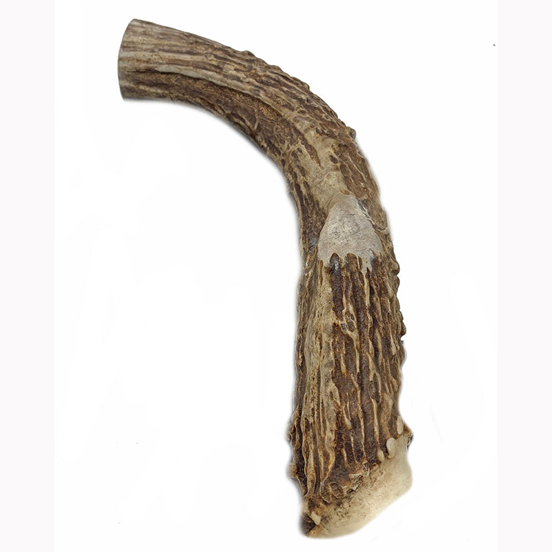 1 Pack- XXL Extra Large - Massive | Deer Antler Dog Chew